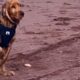 Caged dog sees ocean for first time