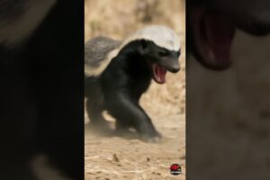 Cobra Regrets Biting Honey Badger - Cobra vs Honey Badger