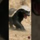 Cobra Regrets Biting Honey Badger - Cobra vs Honey Badger