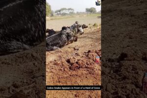 Cobra Snake Appears in Front of a Herd of Cows #snake #wildliferescue #cobra #wildlife #animals