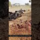 Cobra Snake Appears in Front of a Herd of Cows #snake #wildliferescue #cobra #wildlife #animals