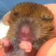Couple rescues mouse from forest