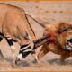 Craziest Lion Attacks Ever Caught On Camera | Animal Fights #181