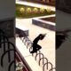 Craziest fails of the Week 🤣 #funny #comedy #fails #youtubeshorts