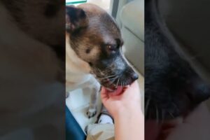 Cute Dog Collection, The World’s Cutest Puppies #dog #puppies #puppy #video #cute #cutest
