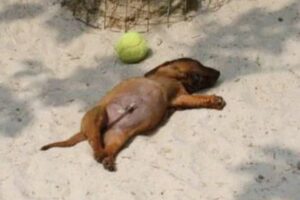 Cute Puppies Being Hilarious For The First Time… Best of 2026!
