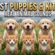 Cute Puppies & Kittens Playing Together😺🐶 | Funny Moments & Real Animal Sounds