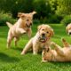 🐶💫 Cute Puppies Playing, Eating & Exploring the Backyard – Relaxing Dog Video