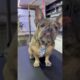Cute Puppies | Some Good Friends #81 #puppies