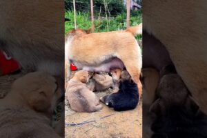Cute Puppies feeding 🤪🍼 #dog #puppy