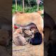 Cute Puppies feeding 🤪🍼 #dog #puppy