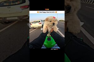 Cute Puppy Ride On Zx10r 🥰🧿 #shorts #puppy #puppies #rider #bikeride #biker