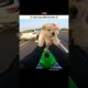 Cute Puppy Ride On Zx10r 🥰🧿 #shorts #puppy #puppies #rider #bikeride #biker