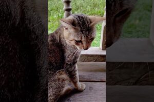 Cute cats #cat #cute #kitten #cutecat #catshorts