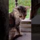 Cute cats #cat #cute #kitten #cutecat #catshorts
