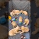 Cute puppies🥹🥹🐶🐶 #cute #cuteanimals #puppy