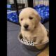 Cute puppies making every bad day disappear in seconds 🐶🥹 #FunnyDogs#CutePuppies#PuppyLove#PetHumor