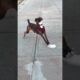 Cute puppies making every bad day disappear in secu #funny #anime #dog