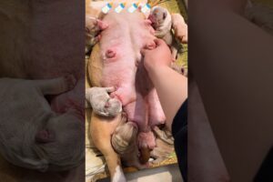 Cute puppies milk time 🍼✨ #puppy #viralvideo #shorts