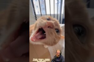 Cutest Kitten Sounds That Melt Your Heart 😻🇺🇸 #catshorts #catvideo #cat #pets