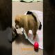 Cutest puppies #beautiful #funnyvideo