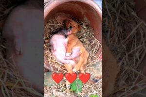 Cutest puppies sleeping together in a pot 🥺🐶 #shorts #cute #puppies