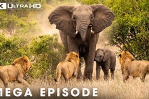 DEADLY RIVALS: Secret Life of Predators (MEGA EPISODE) | Nature Animal Documentary