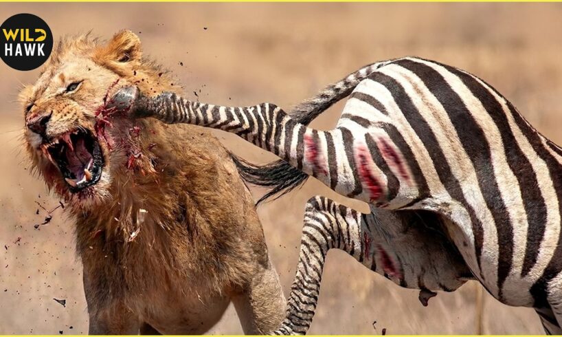 Deadliest LION Hunting Fails Ever Caught On Camera | Animal Fighting