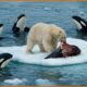 Deadliest Orca Attacks Caught on Camera | Wild Animals