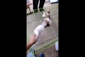 Dog Market Live 🐶 POV Walk Through Cute Puppies