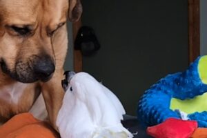 Dog teaches rescue cockatoo how to play with toys