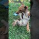Dogs VS Cats 🐶🐱#shorts #dog #cat #animals #cute #puppy #kitten #funny #doglover #catlover
