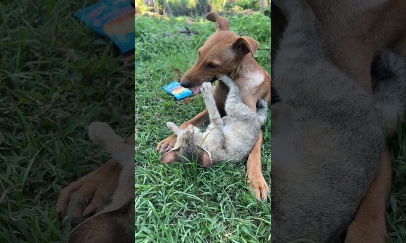 Dogs VS Cats 🐶🐱#shorts #dog #cat #animals #cute #puppy #kitten #funny #doglover #catlover