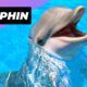 Dolphin 🐬 The Dark Side Of Dolphins