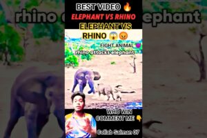 || ELEPHANT VS RHINO FIGHT 😱 || (( BEST ANIMAL FIGHT VIDEO 💥 )) #short#collab#animal#viralvideo #ree