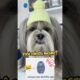 Então você aceita? #pets #cachorro #cachorros #shorts