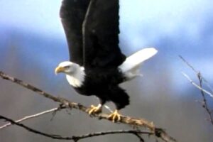 Epic Animal Battles - Nature’s Most Spectacular Showdowns Revealed