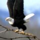 Epic Animal Battles - Nature’s Most Spectacular Showdowns Revealed