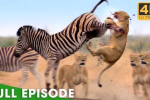 Epic Battles in the Animal Kingdom | World's Deadliest | Nature Animal Documentary