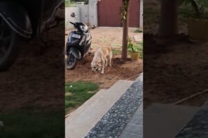 Finally Jimmy Ko Cute Cute Puppies Hone wale hai