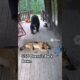 German Shepherd Vs Bear