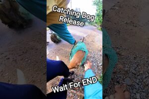 Gojo Dog Releasing #dog #rescue #release #dogwithpublicsafety #ytviral