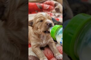 🍼🐾 Heart-Melting Rescue Newborn Puppies Bottle Feeding! 💕 #shorts