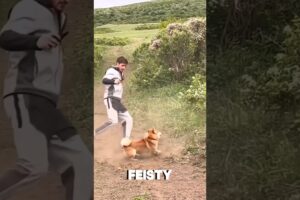 Honey Badger Challenges Human to a Fist Fight! #shorts #animals #shortsvideo