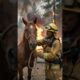 Horse Rescued During Wildfire 🐎🔥 #animals #animalrescue