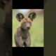 Hyena Attacks Baby Gnu 😱 But Mother Gnu Fights Back! | Wild Animal Rescue #shorts #hyenaattack  #gnu