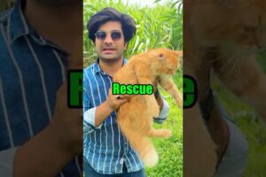 I Rescued a Lost Cat From the Jungle 🐱🌿