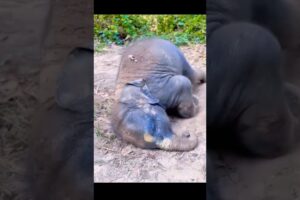 I need to play 🫣😊🐘 #viral #elephant #animals #shorts #play #playtime #baby #babyelephant