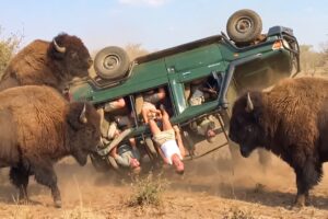 Incredible Safari Moments Caught on Camera