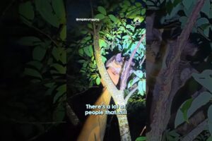 Kindhearted Climber Risks his Life to Save Animals in Need🥹❤️